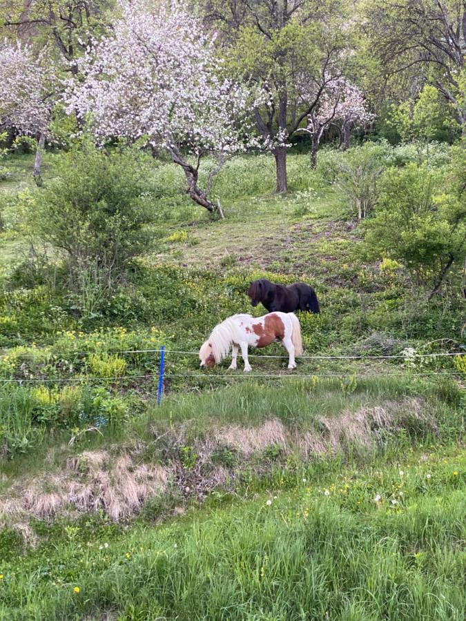 Kreischblick Lägenhet Sankt Georgen ob Murau Exteriör bild